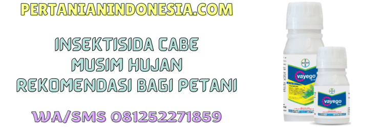 insektisida,cabe,musim,hujan,pertanian indonesia